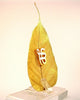 Ek Omkar Peepal