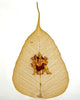 Ambemata Peepal