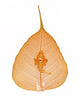 Ganesha Face Peepal