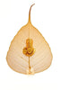 Guru Nanak Peepal